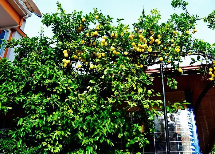 Magic Tulip Öludeniz