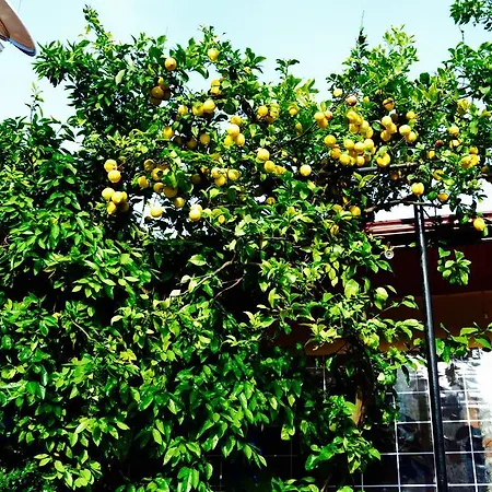 Magic Tulip Ölüdeniz