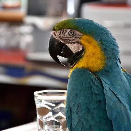 ماجيك توليب فندق